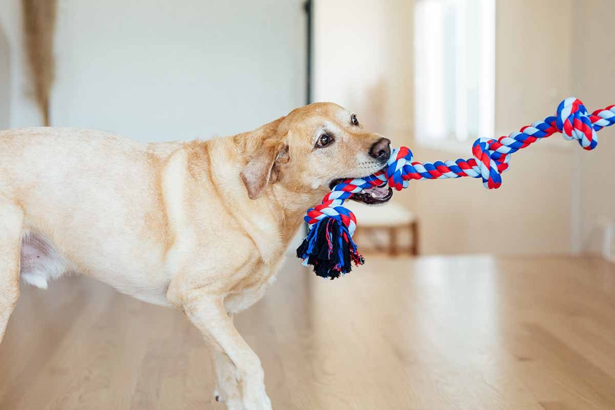 Heavy-Duty Rope-and-Knot Tug Toys