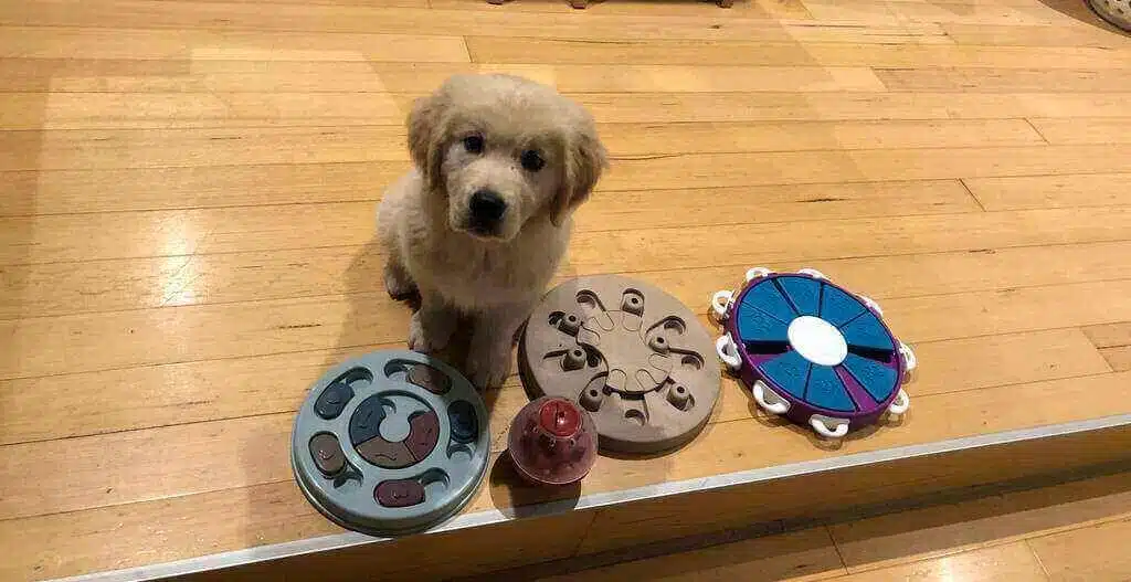 puzzle toys for dogs