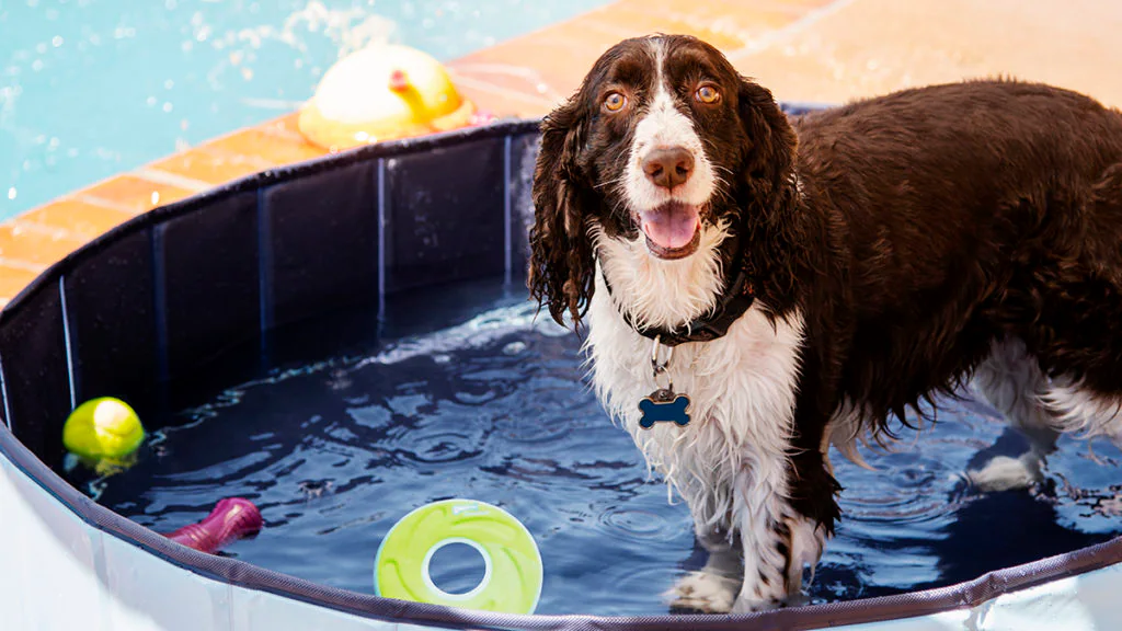 Water Toys & Outdoor Fun for dogs